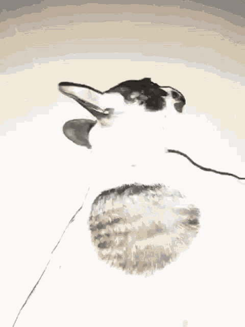 a black and white cat is laying on the floor with its mouth open