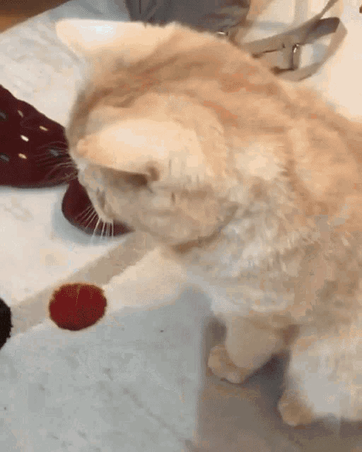 a close up of a cat standing on a rug with a red spot on it