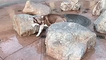 Water Bubble Scared GIF - Water Bubble Scared Dogs GIFs
