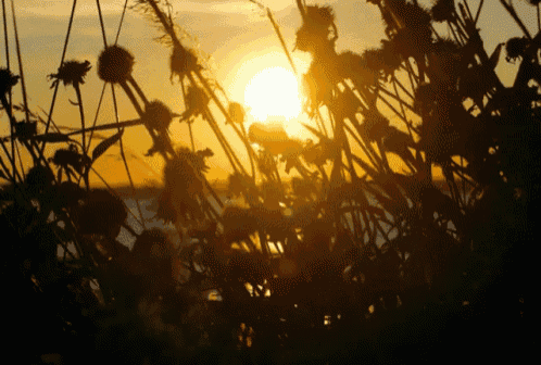 the sun is setting behind a bunch of tall plants
