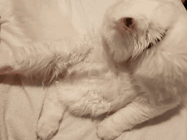 a fluffy white dog with a blue collar is laying on a white towel