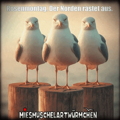 three seagulls are standing on wooden stump with the caption rosenmontag der norden rastet aus.