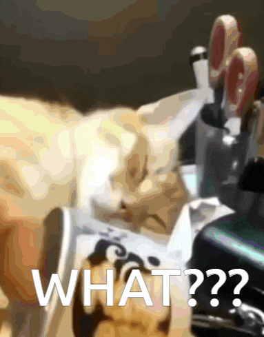 a blurred image of a cat with the words " what " below it