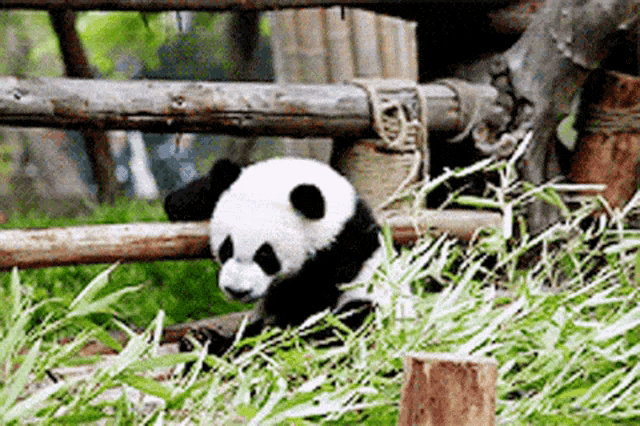 a panda bear is sitting in the grass eating bamboo leaves .