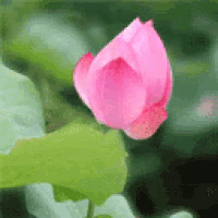 a pink flower is growing out of a green leaf