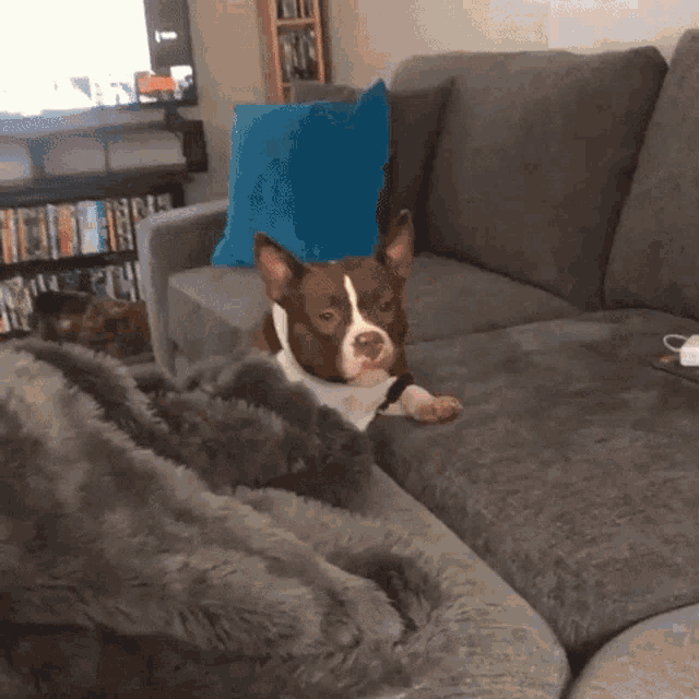 a brown and white dog laying on a couch with a blanket