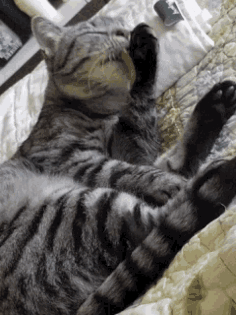 Cat Cat Licking GIF - Cat Cat Licking Cat Stretch GIFs