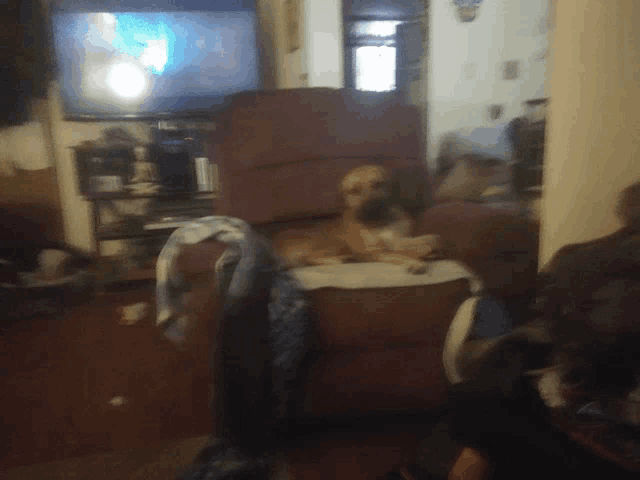 a dog is sitting in a recliner in front of a television