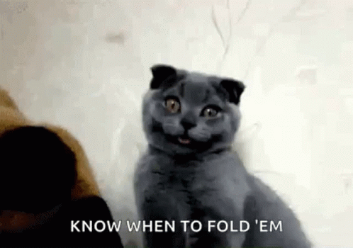 What Cat GIF - What Cat Tongue Out GIFs