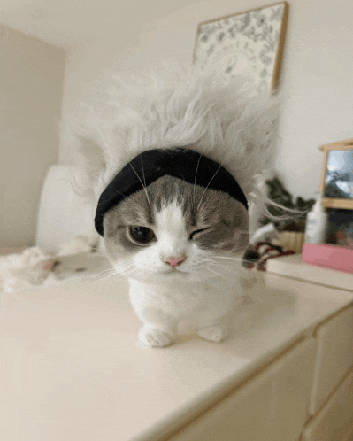 a gray and white cat wearing a black headband on its head