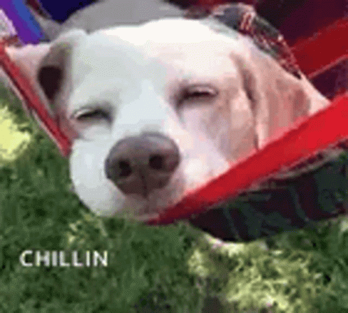 Chilling Dog GIF - Chilling Dog Sleeping GIFs