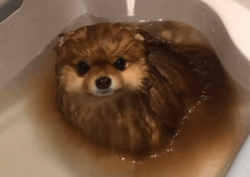 a small dog is taking a bath in a sink