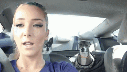 a woman sitting in a car with two dogs in the back seat