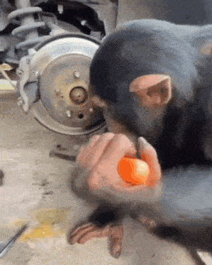 a chimpanzee is eating an orange in front of a wheel