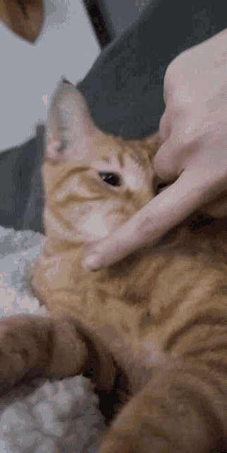 Orange Cat GIF - Orange Cat GIFs