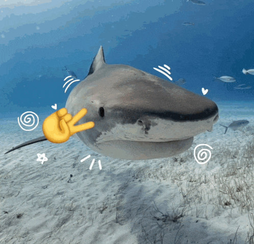 a shark with a thumbs up sign on its face