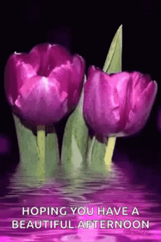 Sparkling Tulip GIF - Sparkling Tulip GIFs