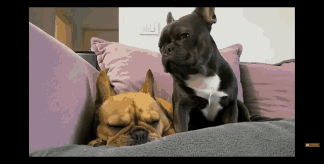 Isa And Yugo Dog GIF - Isa And Yugo Dog Cute GIFs