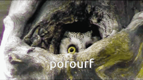 an owl is looking out of a hole in a tree with the word porourf below it