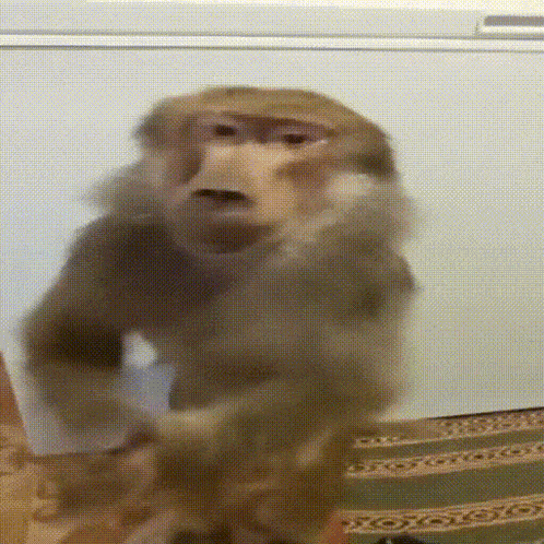 a monkey is standing in front of a freezer