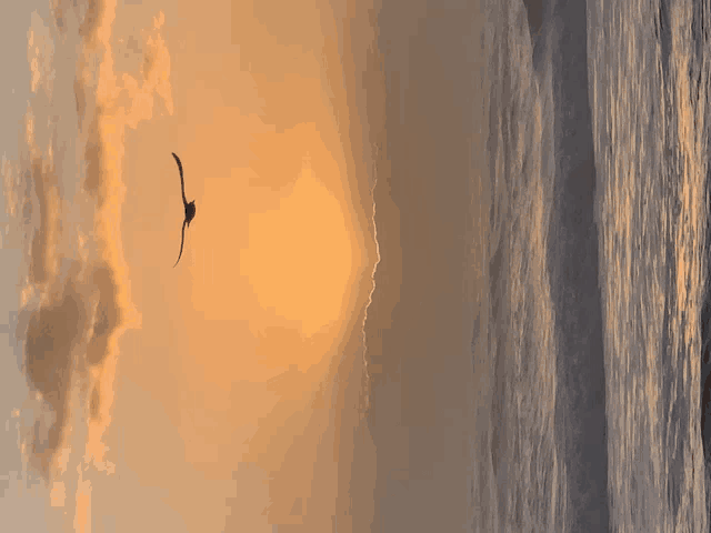 a bird is flying over a body of water