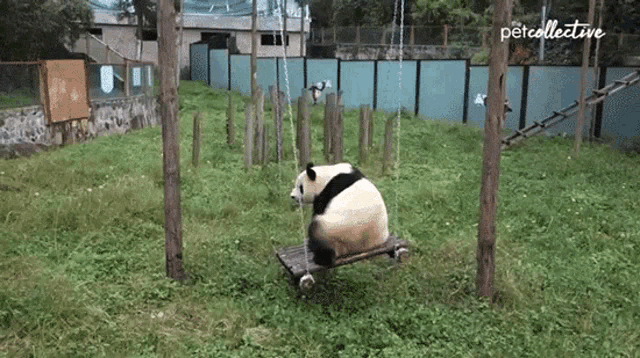 The Sopandas Panda On Swing GIF - The Sopandas Panda On Swing Play Time GIFs