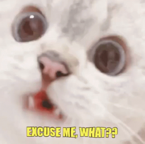 Cat Excuse Me GIF - Cat Excuse Me What GIFs
