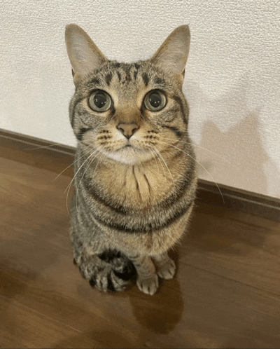 a cat is sitting on the floor and looking up at the camera