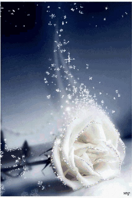 a white rose with sparkles coming out of it and the name snp on the bottom