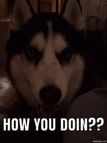 How You Doing Dog GIF - How You Doing Dog Wink GIFs