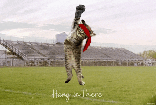 a cat wearing a headband is jumping in the air with the words hang in there written below it