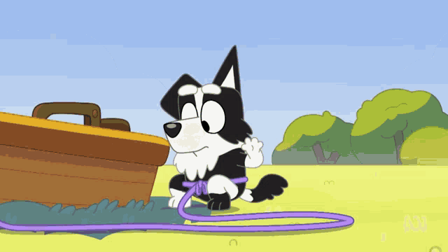 a black and white dog with a purple leash standing next to a wooden box