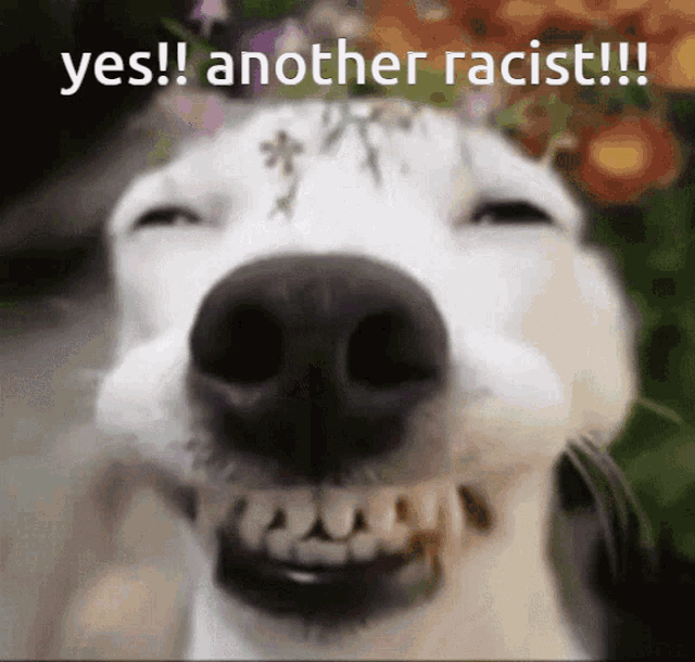 Dog Happy GIF