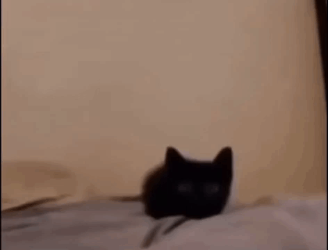 Cat Explodes To Music Black Cat Approaches And Dies GIF - Cat Explodes To Music Black Cat Approaches And Dies GIFs