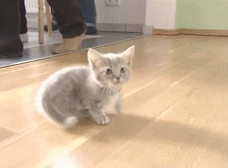 Cats GIF - Cat Meow Walking GIFs