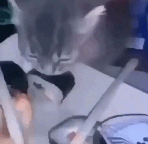 Cat Sushi GIF