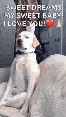 a dog is sitting on a couch with the words sweet dreams my sweet baby i love you .