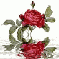 a red rose is floating in the water with a white background .