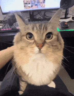 a cat is sitting on a person 's lap in front of a computer
