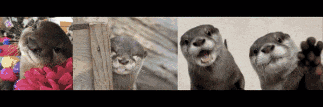a collage of four pictures of an otter with different expressions