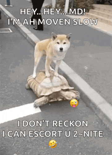 a dog standing on top of a turtle with the caption hey hey md