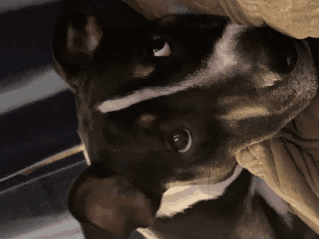 a close up of a dog 's face with a striped background
