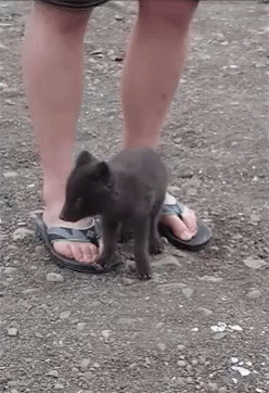 Baby Animal Sit On Flip Flops GIF - Flip Flops Sit Cute Animal GIFs