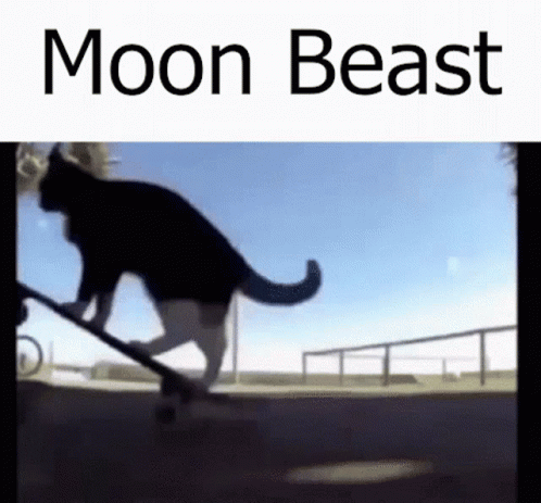 Moonbeast Cat GIF - Moonbeast Cat Cat On Skateboard GIFs