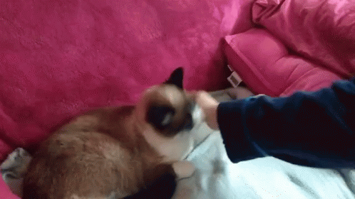 Cat Angry Cat GIF - Cat Angry Cat GIFs