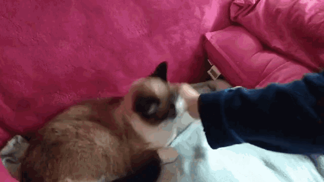 a person is petting a siamese cat on a bed .