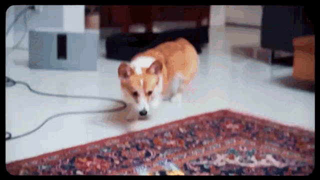 a dog is standing on a rug in a living room .
