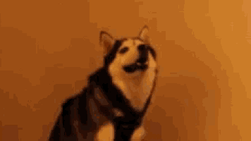 a husky dog is looking at the camera with the word wat written on the bottom .