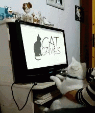 Cat Cute GIF - Cat Cute Computer GIFs