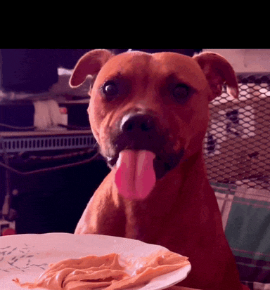 a brown dog sticking its tongue out in front of a white plate of peanut butter